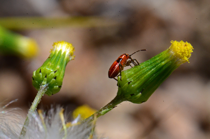 Common Groundsel has showy yellow disk flowers in loose flat-topped clusters that bloom from February to July. Note Weevil in photograph climbing on and above distinctive Senecio phyllaries. Senecio vulgaris 